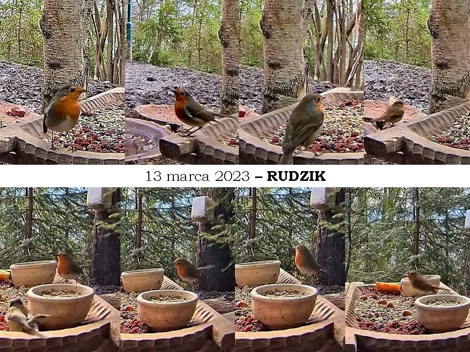 livebirdspoland_d8b4f28d0059c85e04a30726b0cabeba.jpg