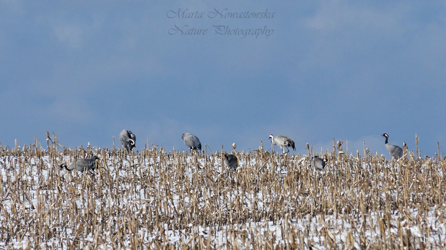 livebirdspoland_3f3e396a86574590649285c1742435f3.jpg