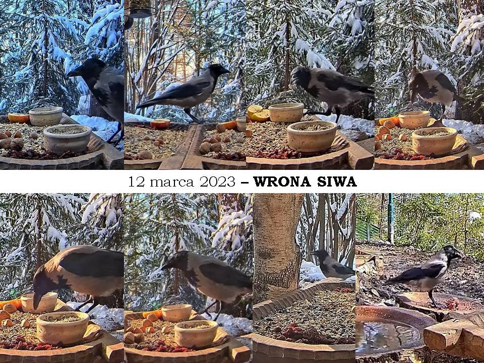 livebirdspoland_ea81813384ee93f187713227883b8119.jpg