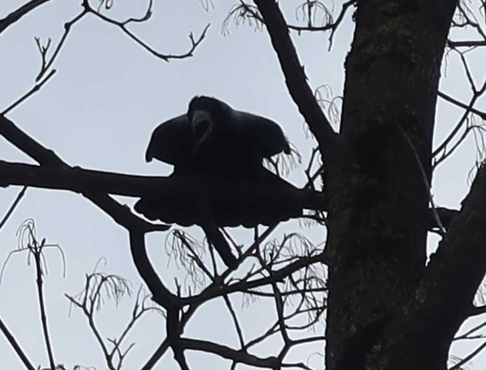 livebirdspoland_b5ec3605c1f5bdfcfba08b71021698f0.png