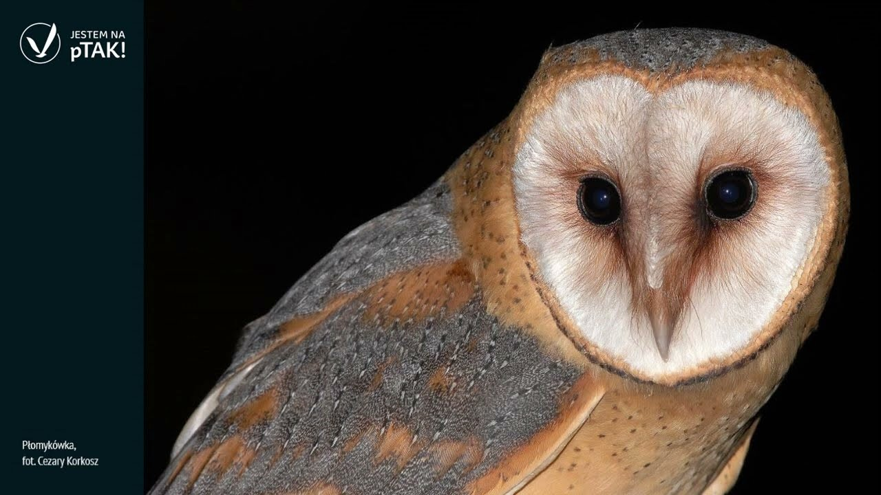 livebirdspoland_cdb53d30fe00828b99f4aa55a1ab89d2.png