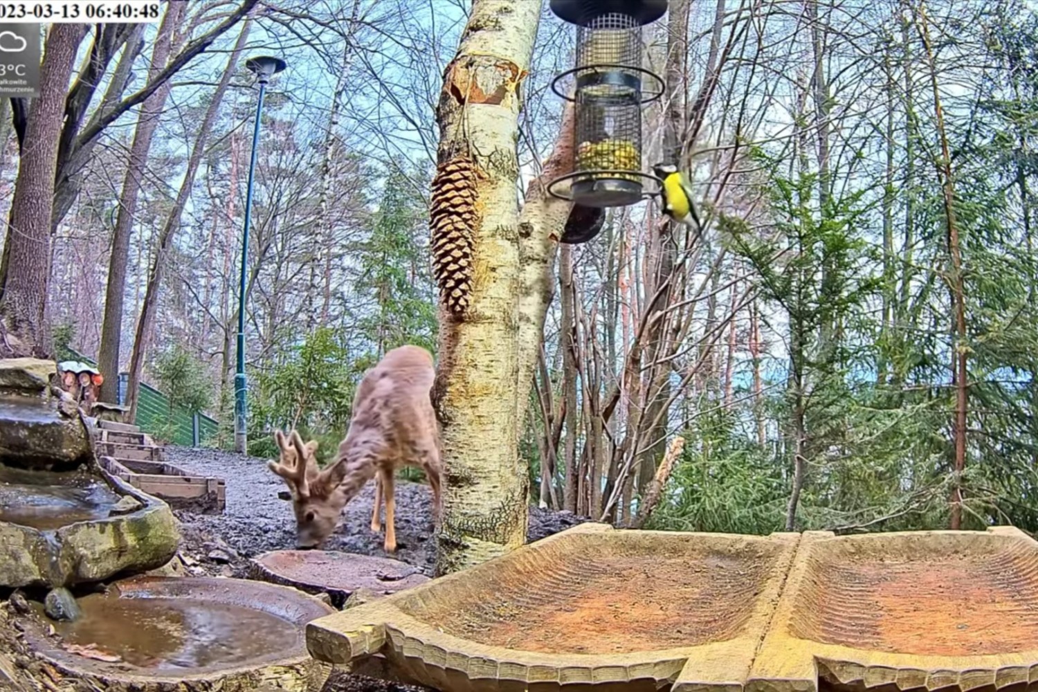 livebirdspoland_11b54566708d14a1e762375b07ec216a.jpg