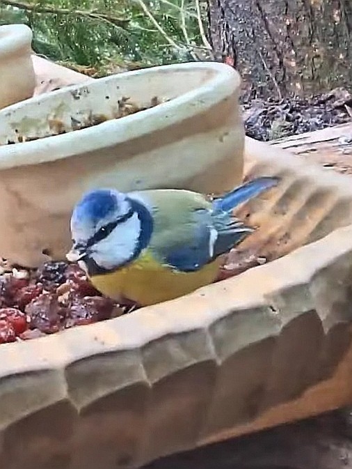 livebirdspoland_50a267ccb5ef34f125c33cfbbc10d884.jpg