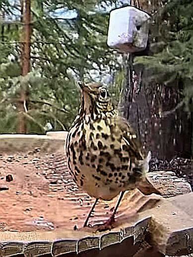 livebirdspoland_e29351e9a3793f1e904527dbfc2cbef2.jpg