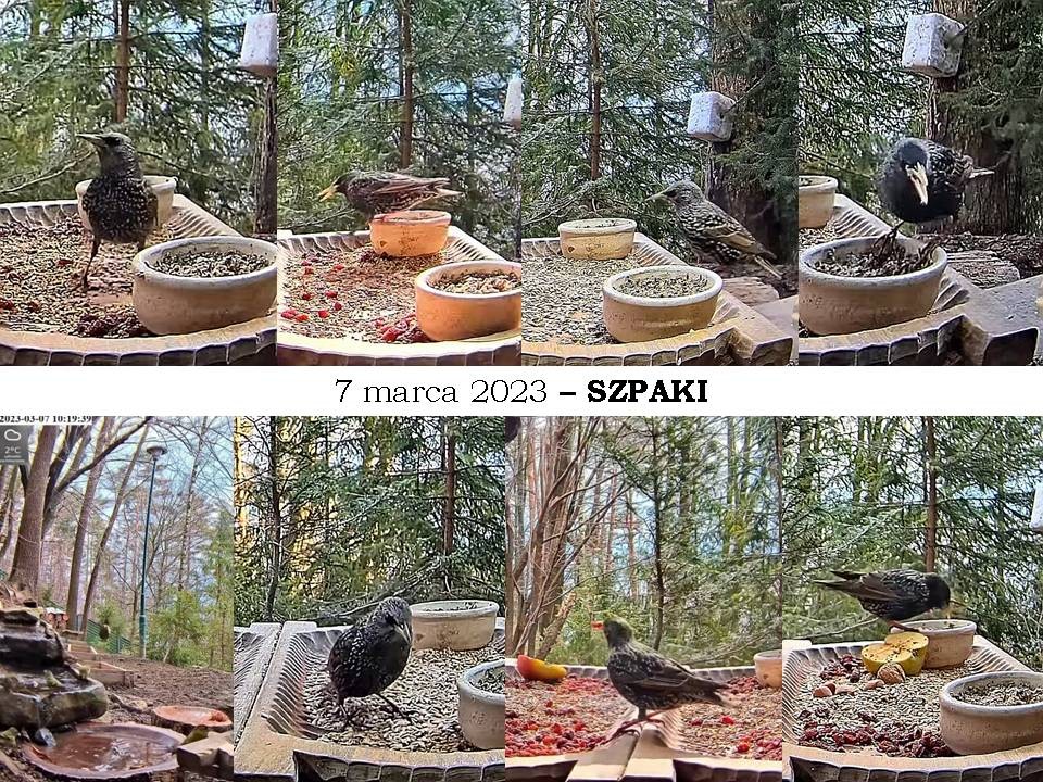 livebirdspoland_ca38f3a055aca1bcbb945537c9e3b9d8.jpg
