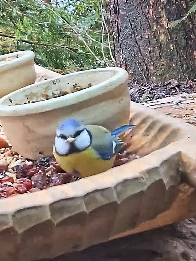 livebirdspoland_88b9f9a43a3e86658b757ade8f354f69.jpg