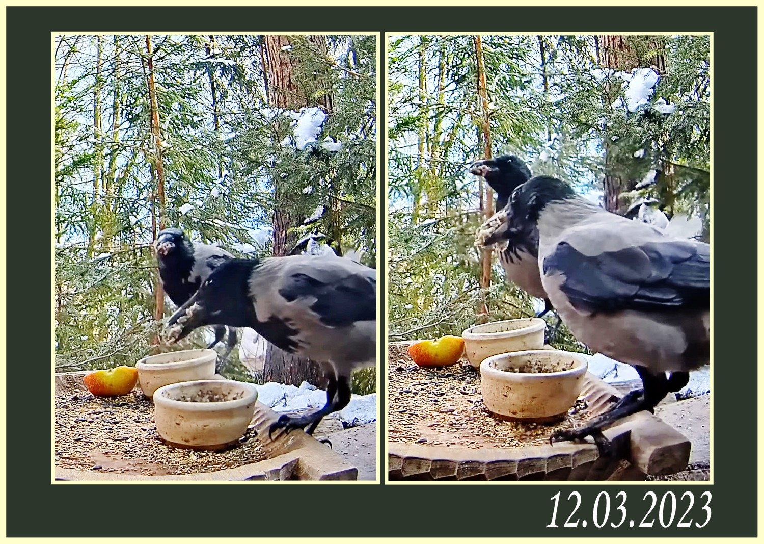 livebirdspoland_300ea4729e291ec864e668fdc926bc01.jpg