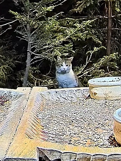 livebirdspoland_ca6c4061fea36ca6d8fb32497117421d.jpg