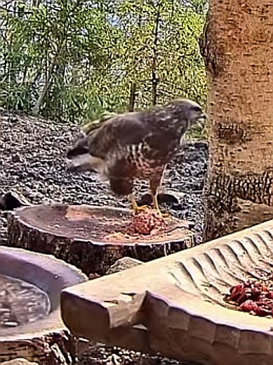 livebirdspoland_2a4e0763c8405b617ea2cb0fc9309f0c.jpg
