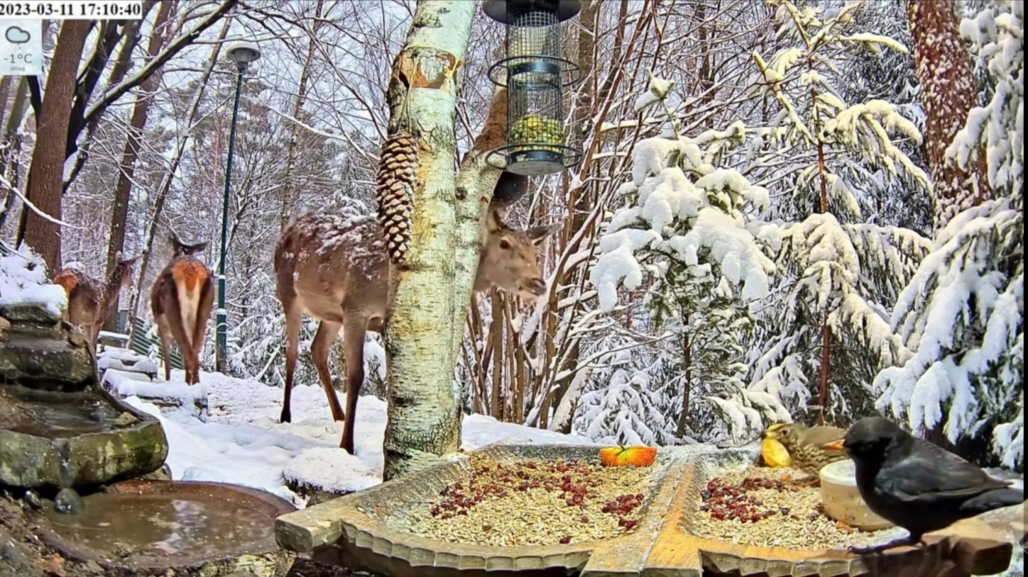 livebirdspoland_7b698be0b798115ba4801d267f97b9b3.jpg