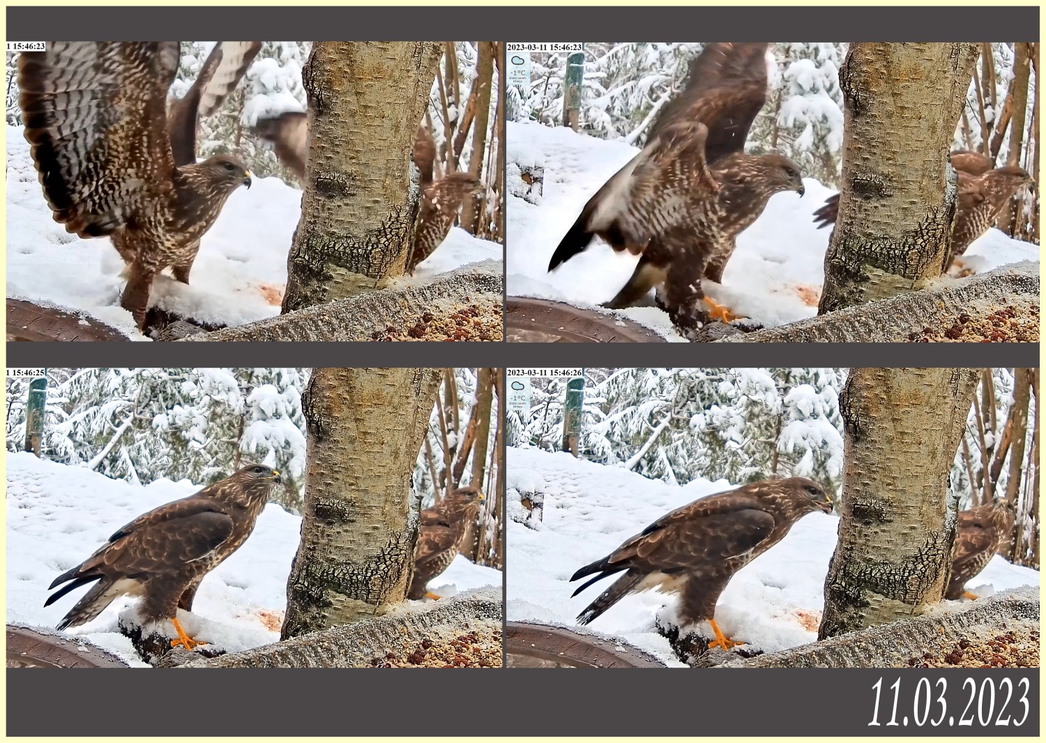 livebirdspoland_87fb7aab791976ac139479d07d524813.jpg