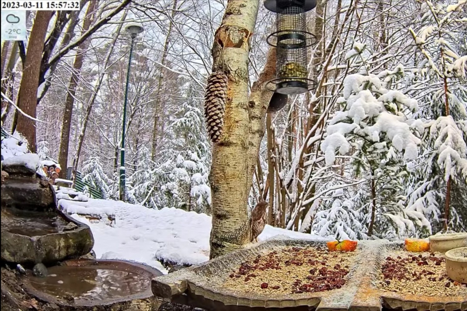 livebirdspoland_04bccbc9c24670195c2d93205e5dc59a.jpg