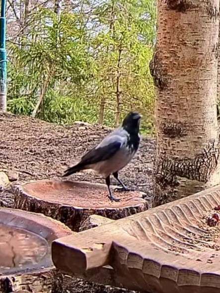 livebirdspoland_a29ed76f77968b6752be82ebf0d7e821.jpg