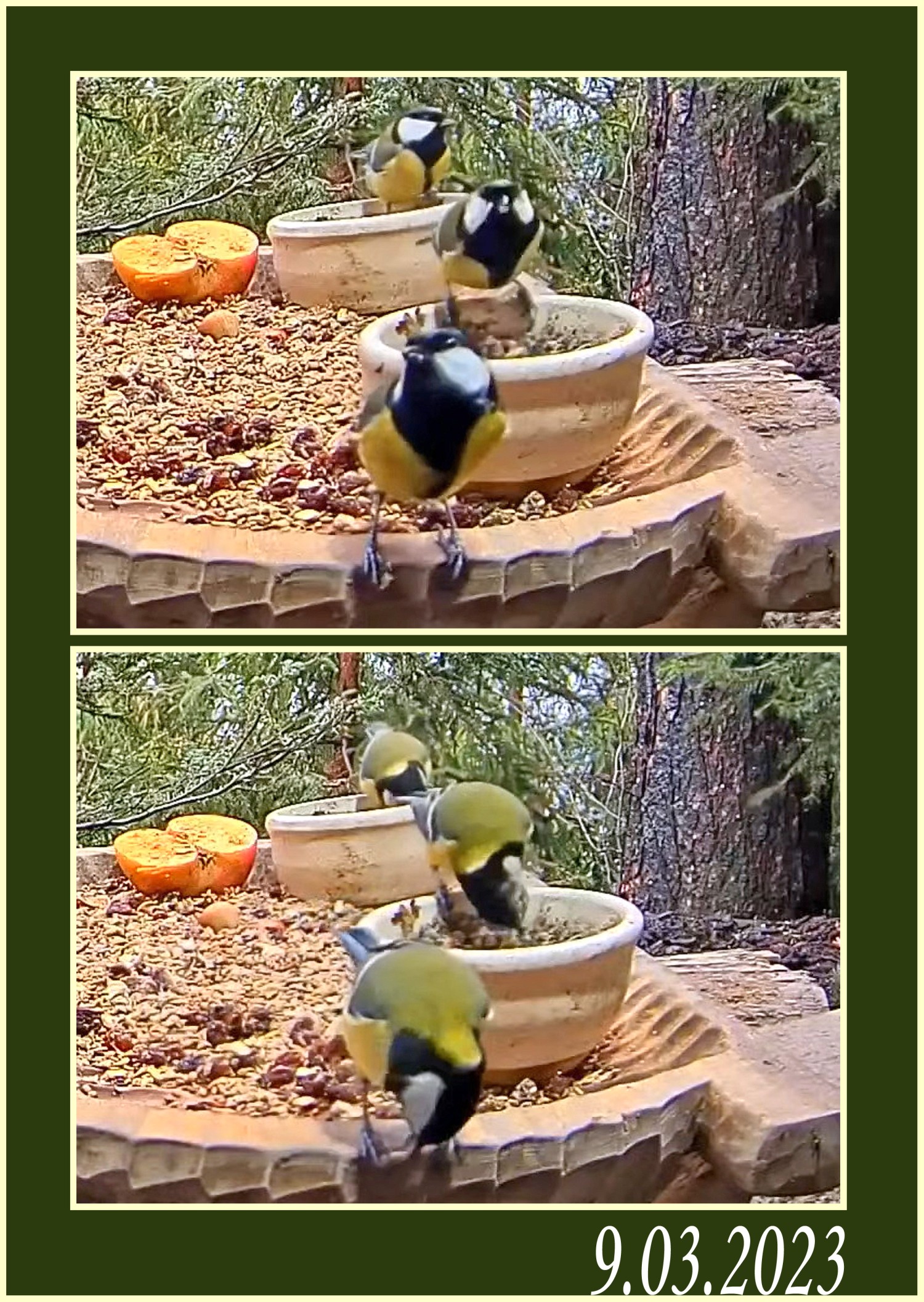 livebirdspoland_57ab807f41cf28129ef5f77dec8e9a1b.jpg