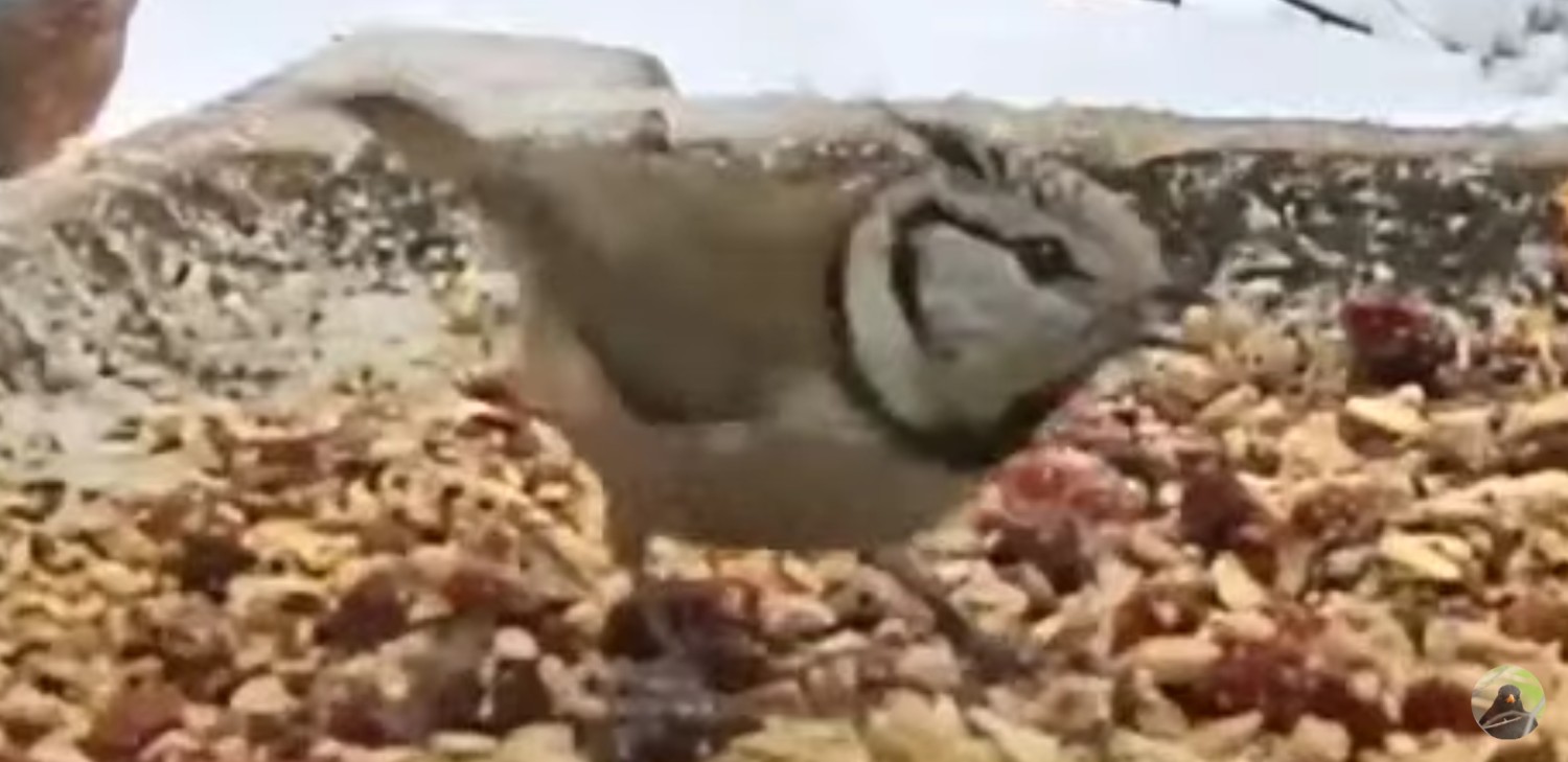 livebirdspoland_2f3c870c712db741fa6f8981ace98b3a.jpg