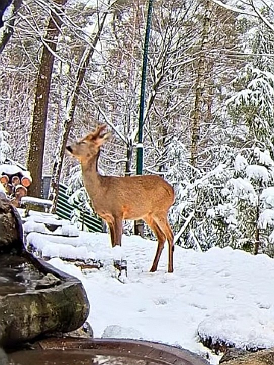 livebirdspoland_b0047d2566a1e552fbcf92731f316c56.jpg