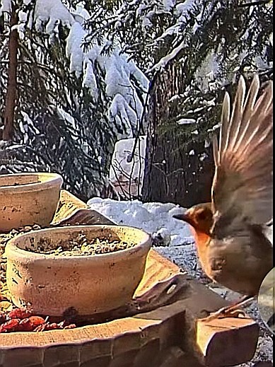 livebirdspoland_b7251f80c23937cb184f0edd7c678647.jpg