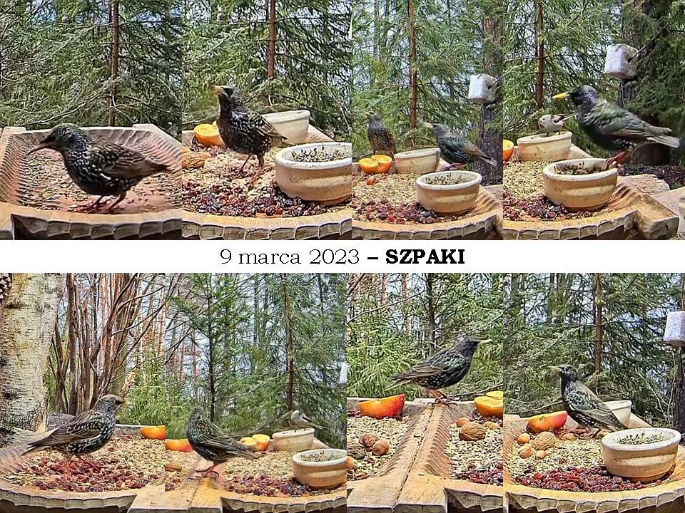 livebirdspoland_71a03e7e12cacaea34d7f7188c779228.jpg