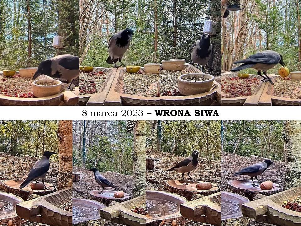 livebirdspoland_5578b50e19e6fdea1afdb36418c278d6.jpg