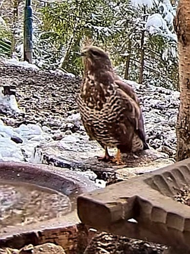 livebirdspoland_c10de849e7247ddc28eb547fa5222df5.jpg