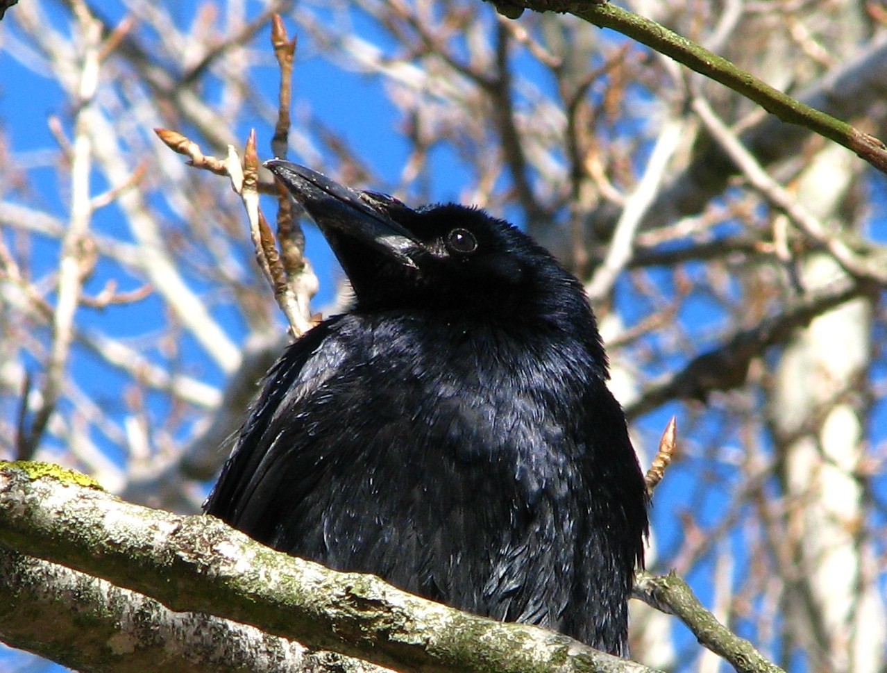 livebirdspoland_a4f8be2c51a2c906aa27209bb1a022cc.jpg