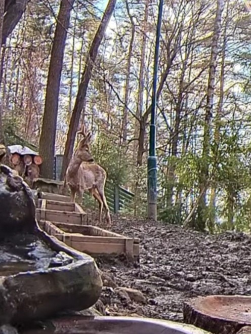 livebirdspoland_21a8e0b974ab038af0e8721086d107fe.jpg