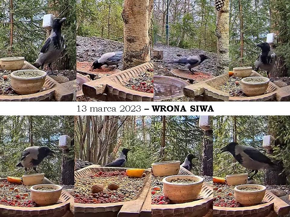 livebirdspoland_949dff497b609ab5a3da11156dddb9cd.jpg