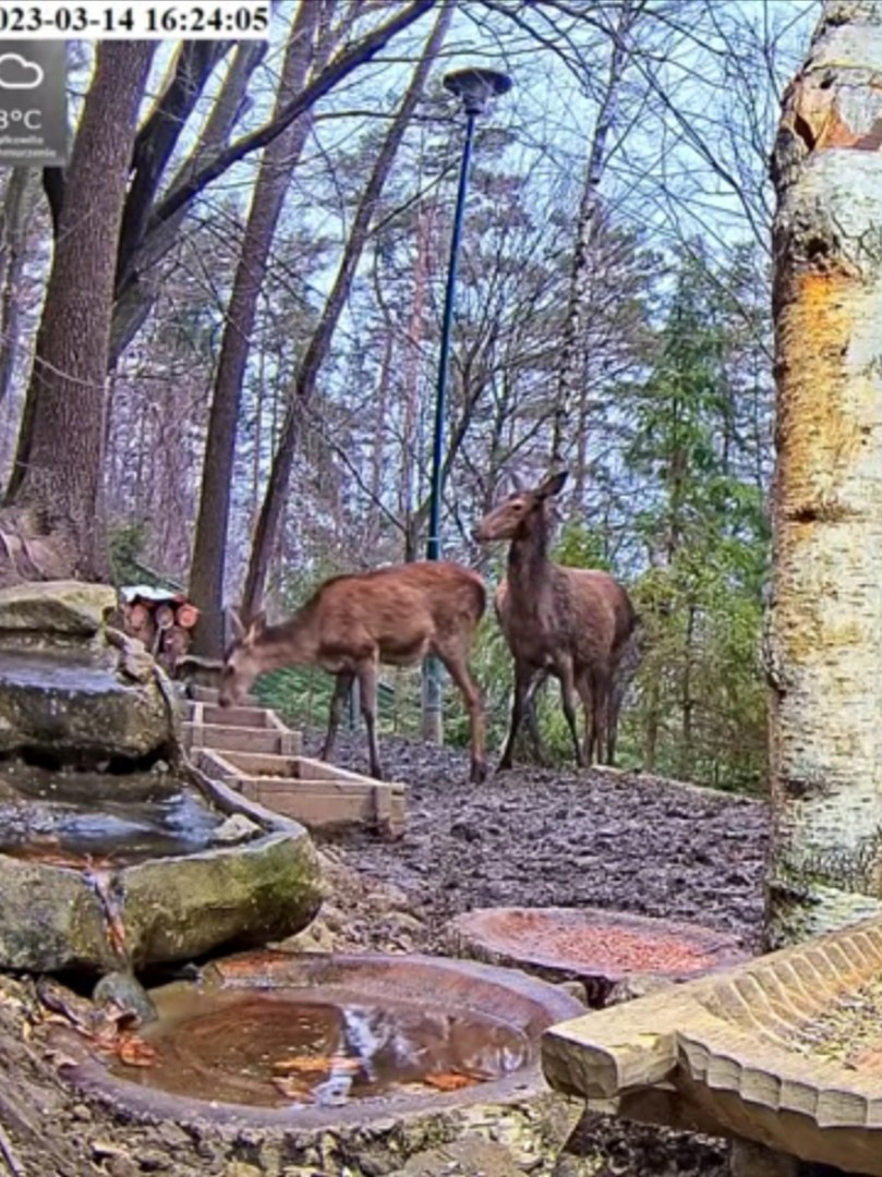 livebirdspoland_24234b1219c7645e7347c1395d401145.jpg