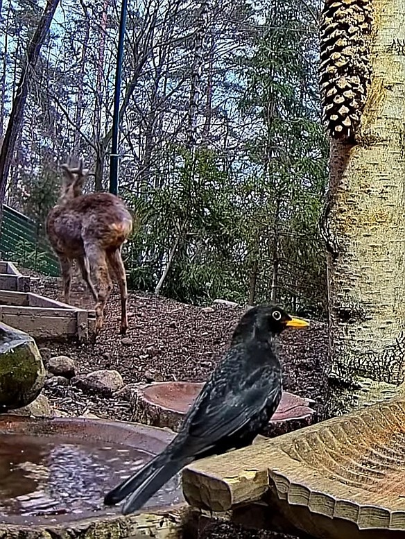 livebirdspoland_14e28a46be26c515496390a70485bbdb.jpg
