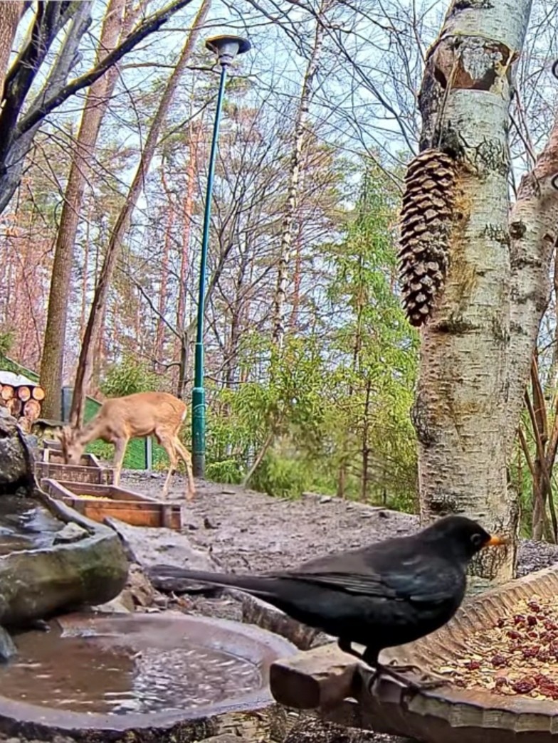 livebirdspoland_f3fd2362b8f334619fca5117e136ef25.jpg