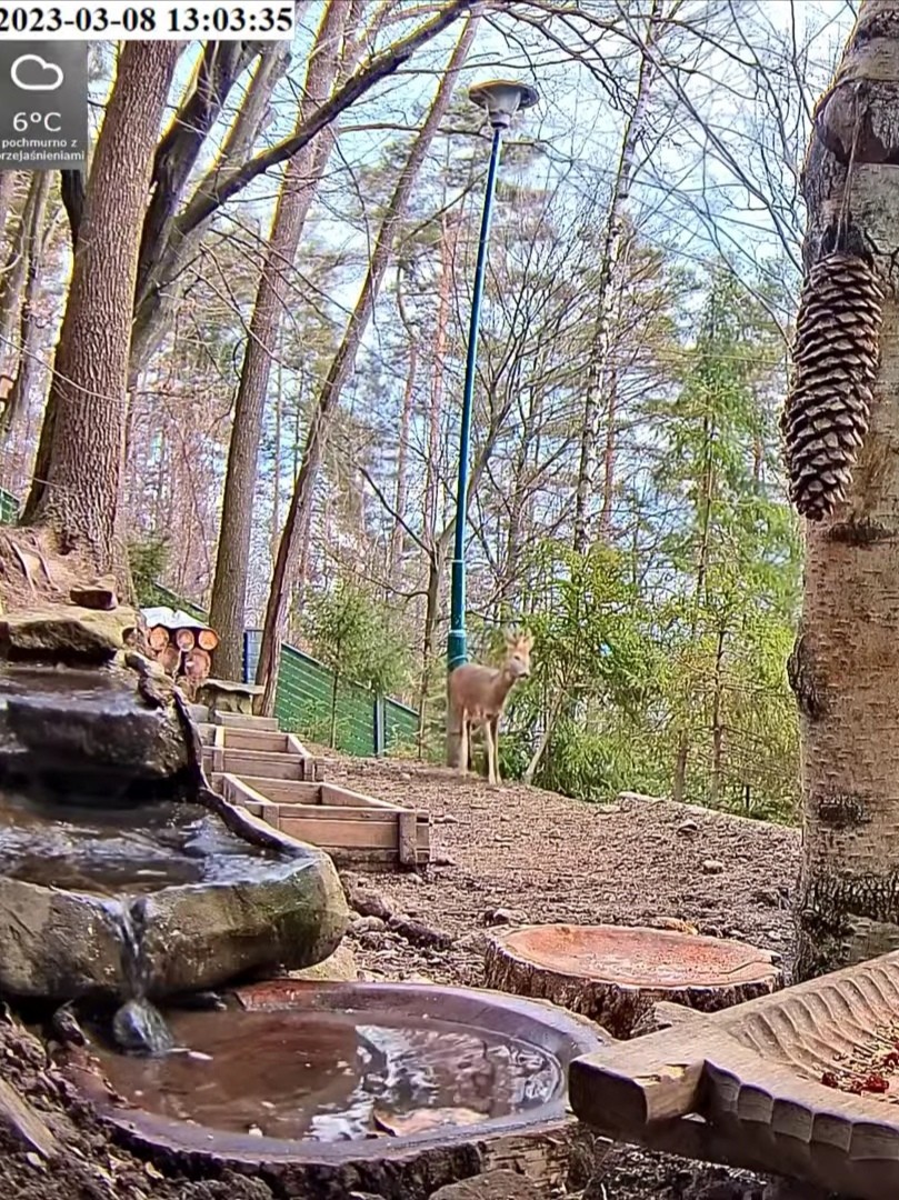 livebirdspoland_1b4fcbc5c70deeb1c758f6917706c2bf.jpg