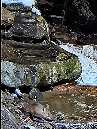 livebirdspoland_744ceee3b99dcabb7d38d67f94094ba6.jpg