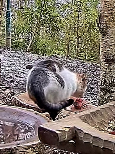 livebirdspoland_cde9bc8ab48957ad68df70ca228c7337.jpg