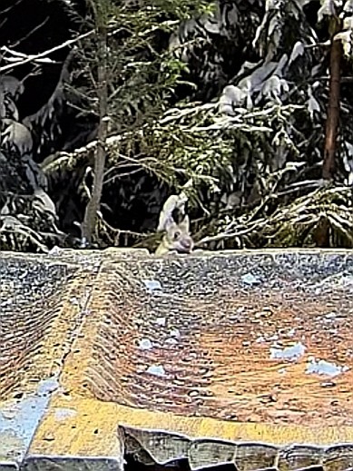livebirdspoland_95697da53606df38ec8f969ed4fd2c0b.jpg