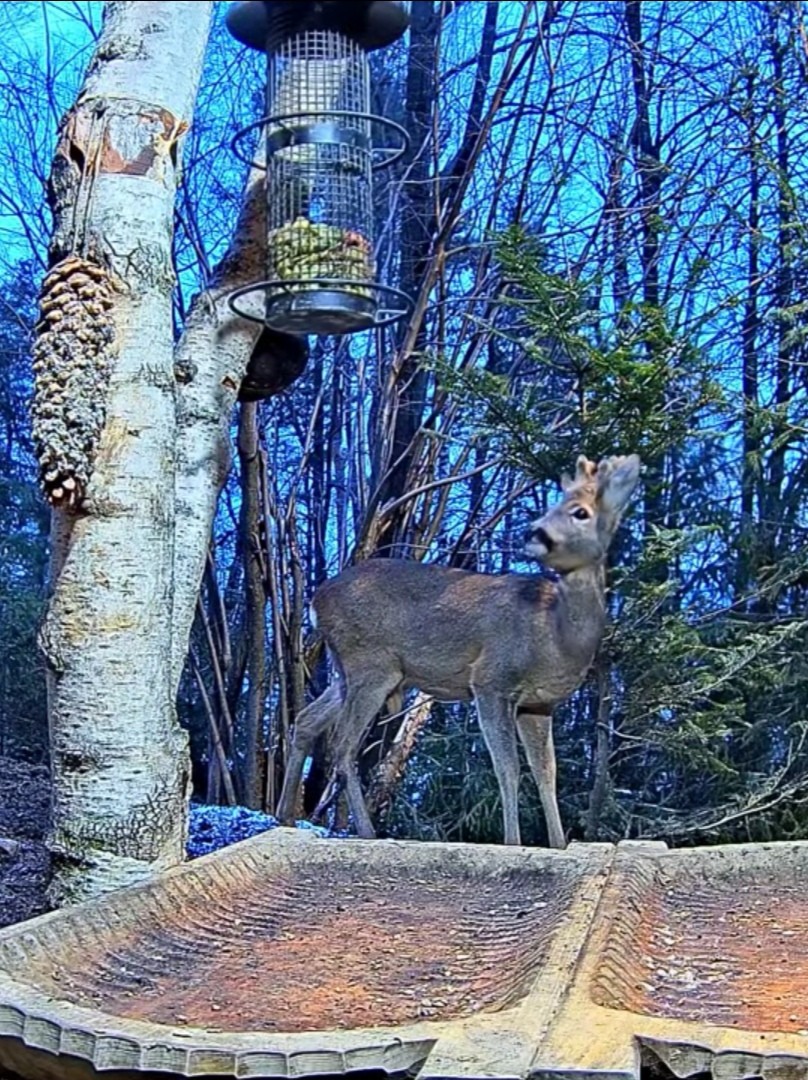 livebirdspoland_6d96f8e8c49cfbbb298f5f89891fd8eb.jpg
