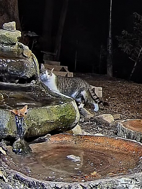 livebirdspoland_bacb1741e3e4920f3d152f687bd39461.jpg