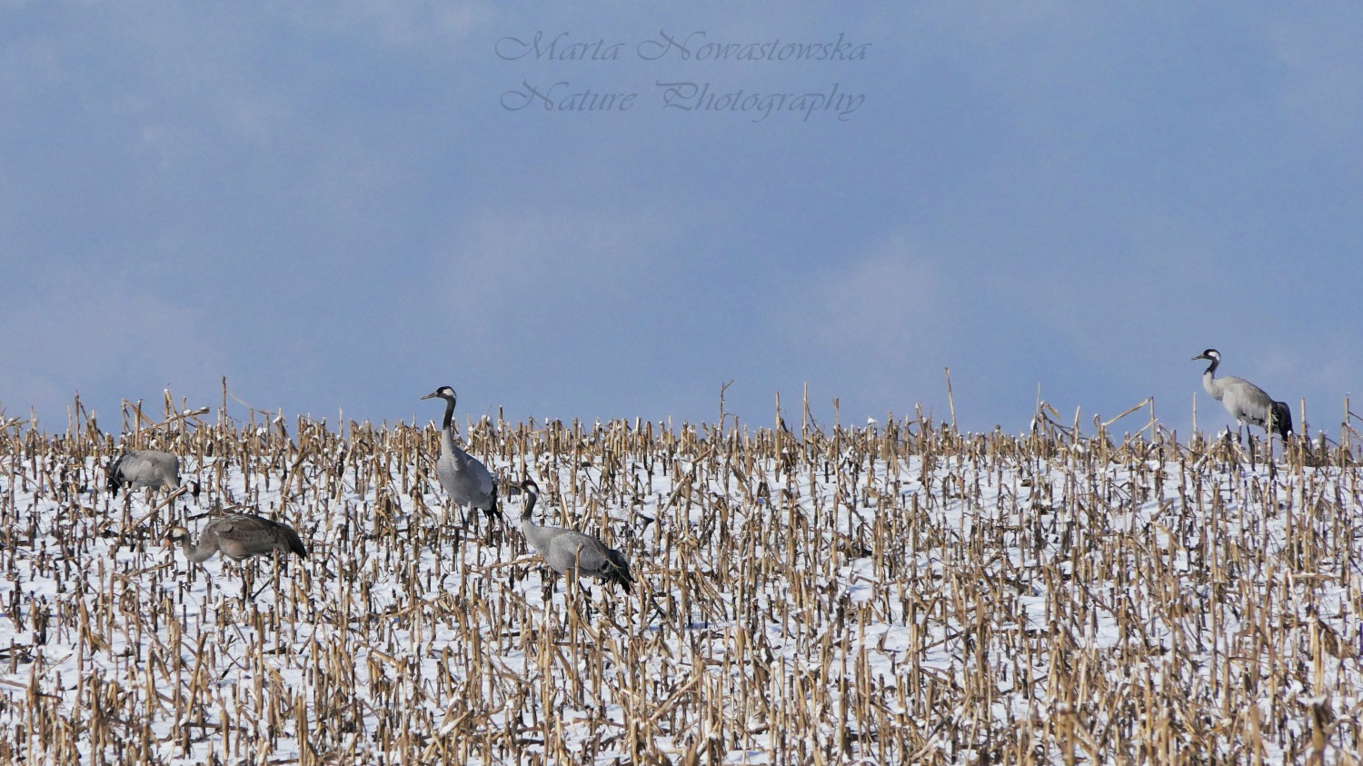 livebirdspoland_0569e12ebe9c4a941d391c326609f7b1.jpg