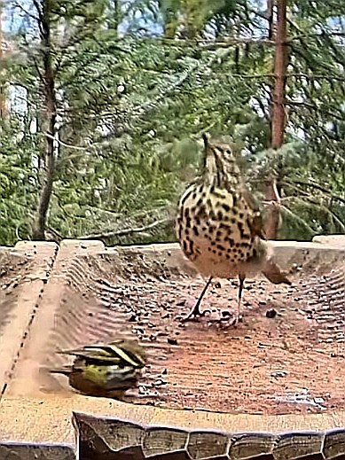 livebirdspoland_c385891bcd38046713f2a1c9aabffd52.jpg