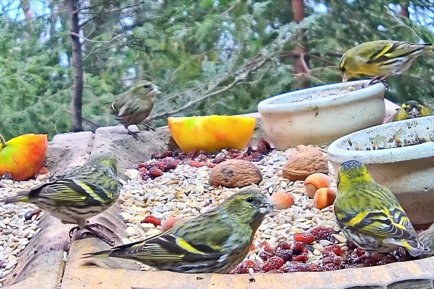 livebirdspoland_5840b1f0fb675bbd48f3a142c1ba2e6c.jpg