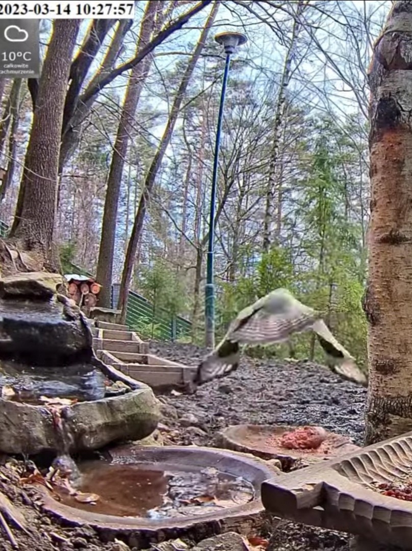 livebirdspoland_9b08685f0bf013b937a8b97120900426.jpg