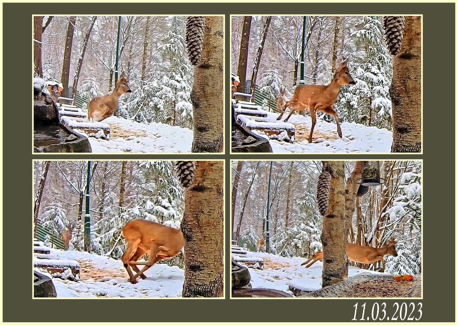 livebirdspoland_375a2e16a9fdd6cf62184a96a3d03e51.jpg