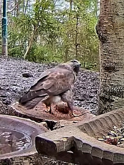 livebirdspoland_27ab496897667344f7e7ea2d9fb45ac8.jpg