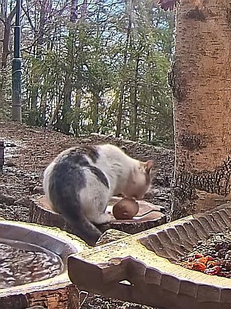 livebirdspoland_2aab5500f75583090c6e66cd46bc78ab.jpg