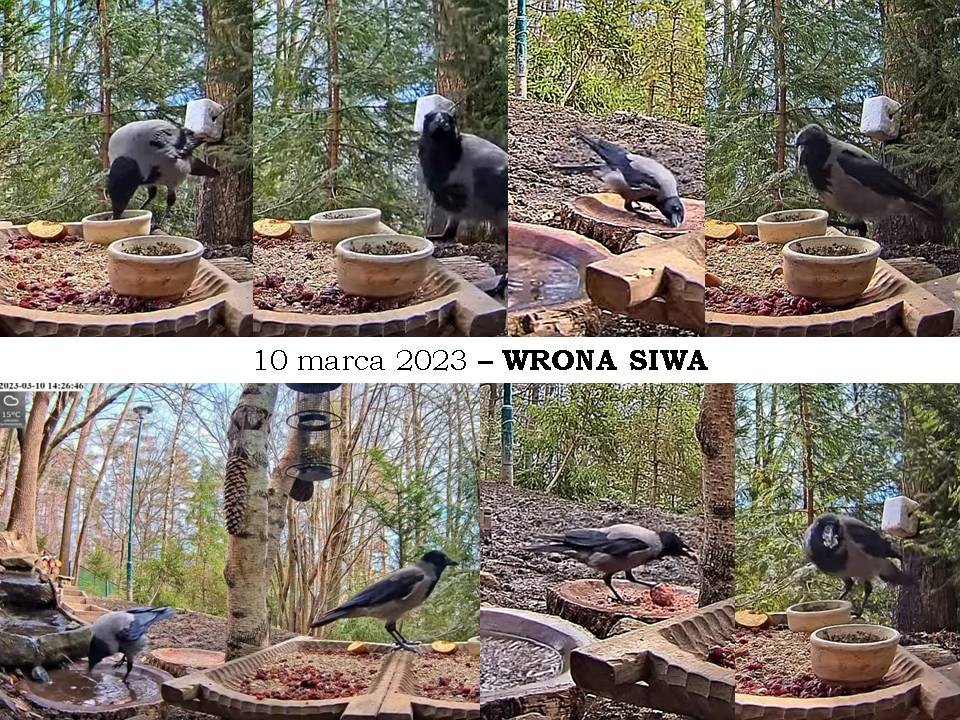 livebirdspoland_5b643a9add56ab33e558ddcc1189b7dc.jpg
