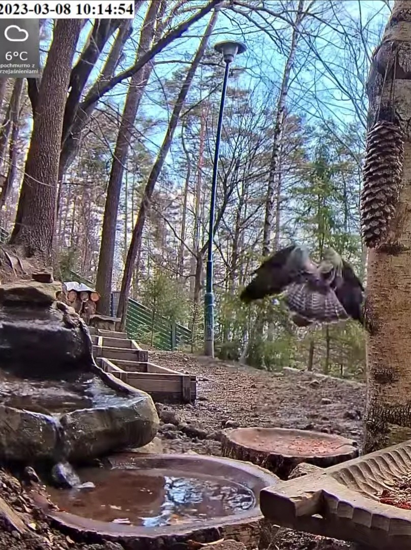 livebirdspoland_20b94f67cfa304da789369bba55ab4d4.jpg