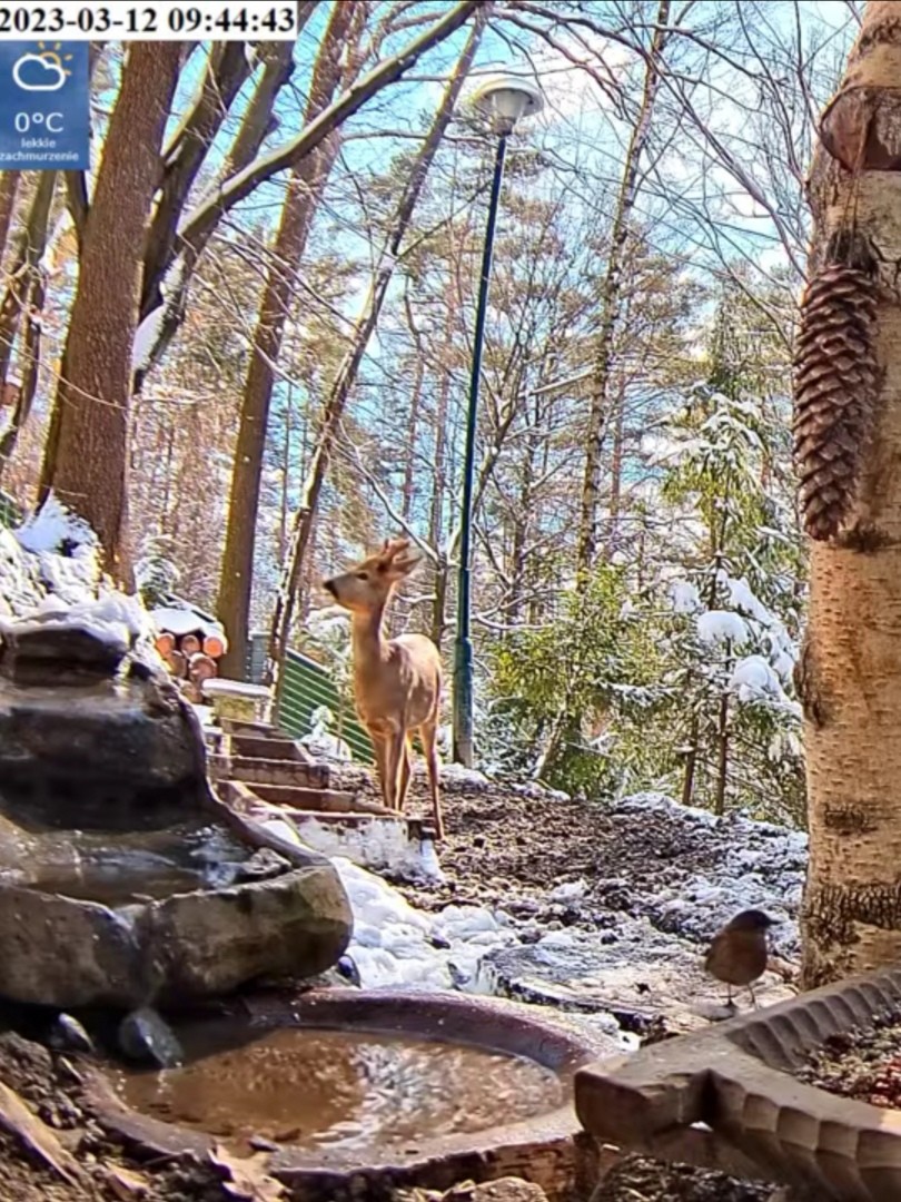 livebirdspoland_93d43583a2a903b86f44ec2c32b87551.jpg
