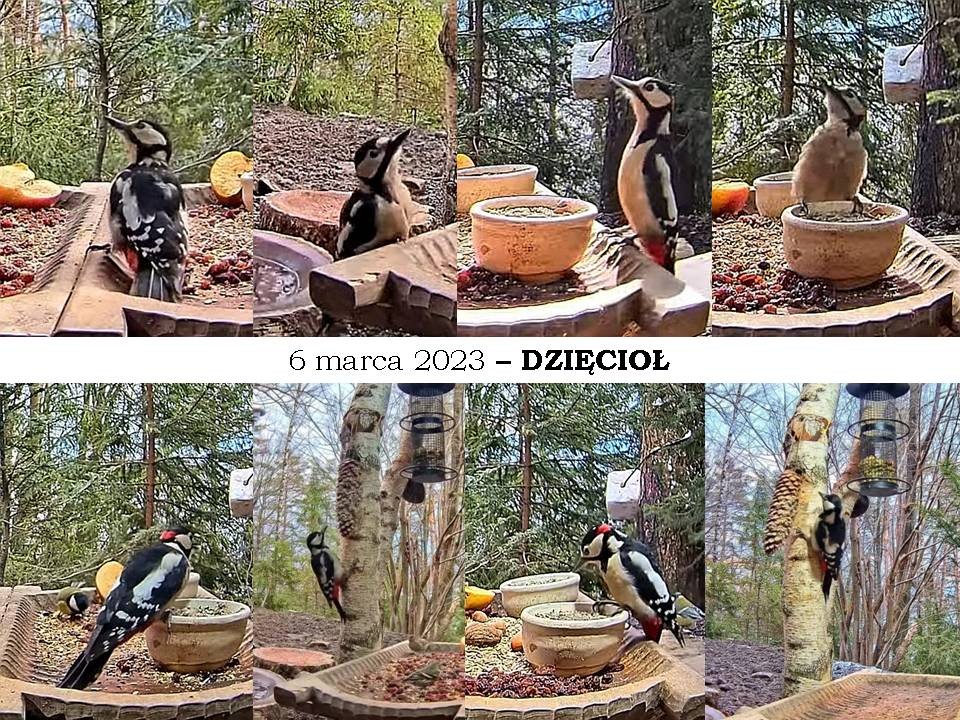 livebirdspoland_4659beb03ad80f4453b67a48da100d75.jpg