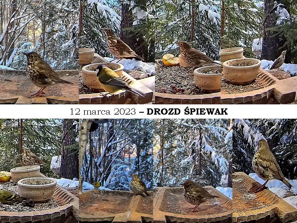 livebirdspoland_9d3d9f45cae9731ebcf93d8856692787.jpg