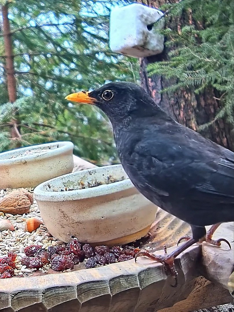 livebirdspoland_7c02414fa5f6be62ea1d60738d4c1218.jpg