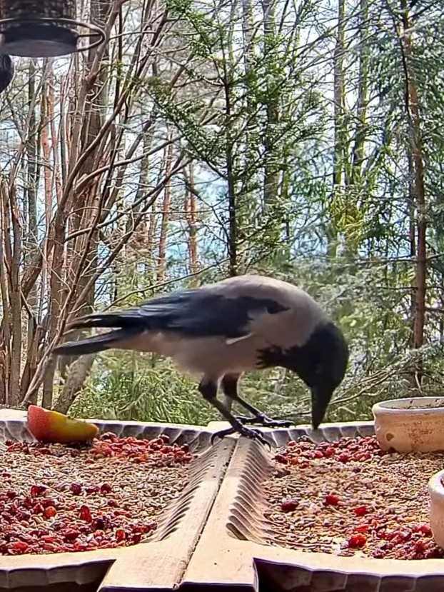 livebirdspoland_4ed7c549b46b2f64f9034c2925acd633.jpg